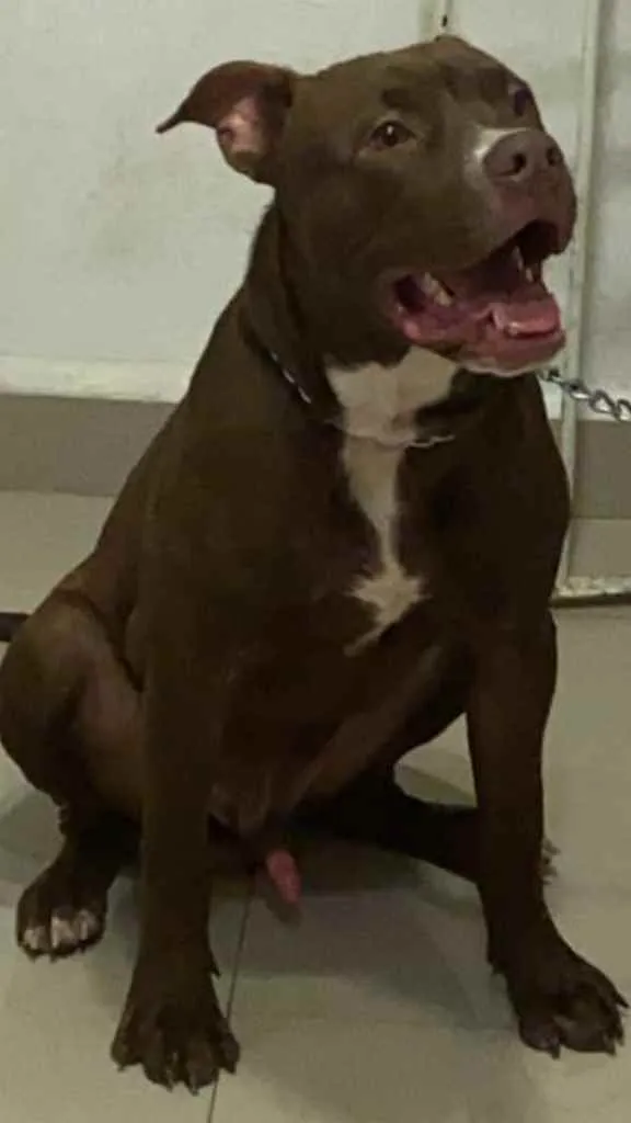 Cachorro ra a Pitbull  idade 1 ano nome Zeus