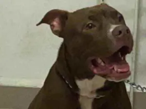 Cachorro raça Pitbull  idade 1 ano nome Zeus