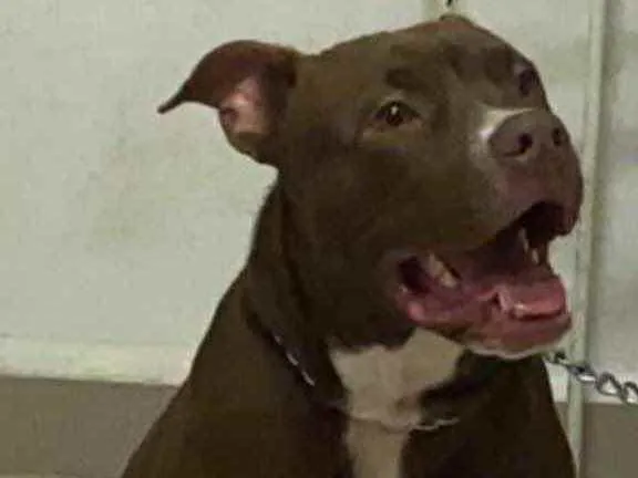Cachorro ra a Pitbull  idade 1 ano nome Zeus