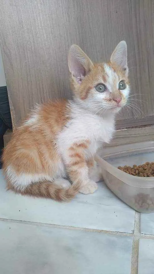 Gato ra a S.R.D. idade  nome León