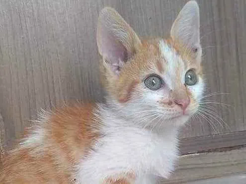 Gato ra a S.R.D. idade  nome León