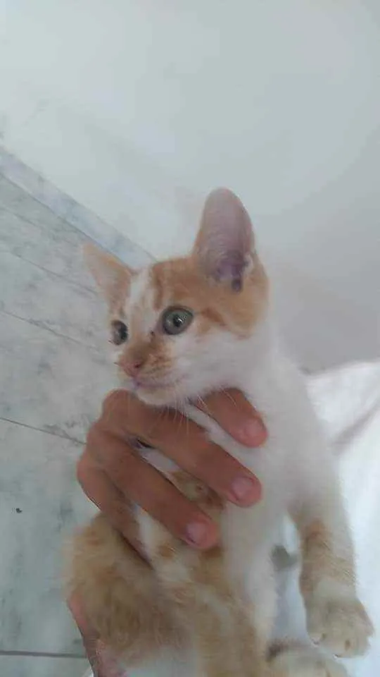 Gato ra a S.R.D. idade  nome León
