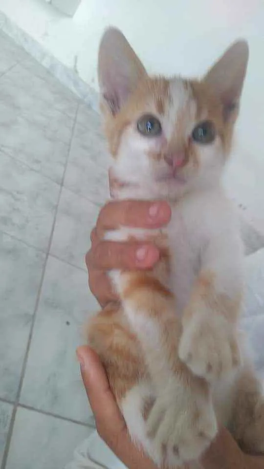 Gato ra a S.R.D. idade  nome León