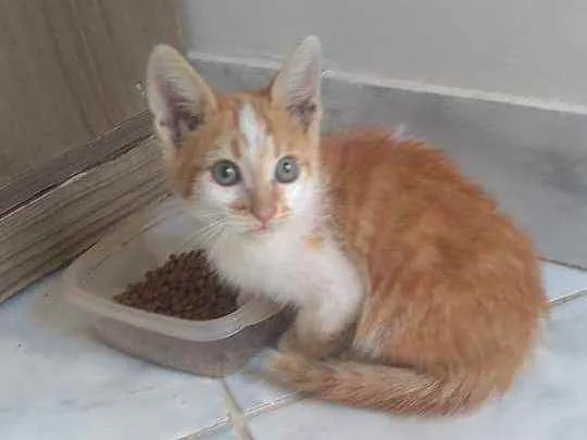Gato ra a S.R.D. idade  nome León