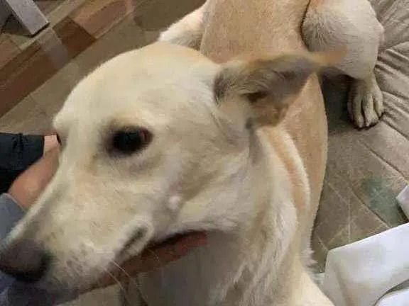 Cachorro ra a Parece de raça  idade 1 ano nome Não sei