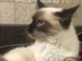 Mya