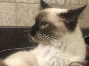 Gato raça ciameis idade 2 a 6 meses nome Mya