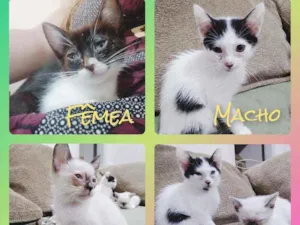 Gato raça SRD idade 2 a 6 meses nome TRÊS FÊMEAS E UM MAC