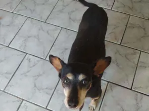 Cachorro raça Sem raça idade 5 anos nome Nina