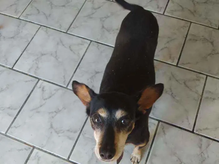 Cachorro ra a Sem raça idade 5 anos nome Nina