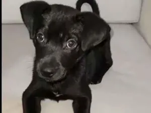 Cachorro raça srd idade Abaixo de 2 meses nome Filhotinho