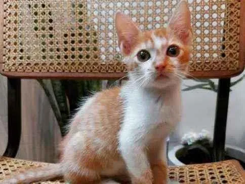 Gato ra a SRD idade 2 a 6 meses nome LELO
