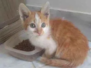 Gato raça S.R.D. idade  nome León