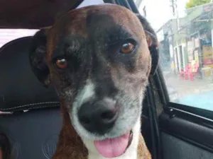 Cachorro raça Srd  idade 2 anos nome Tigrao