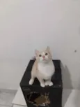 Rodolfo