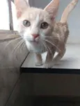 Rodolfo