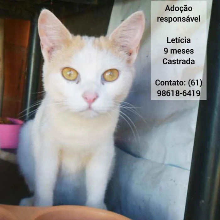 Gato ra a SRD idade 7 a 11 meses nome Letícia