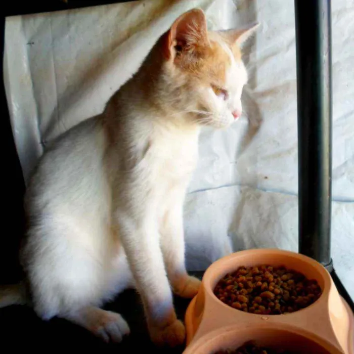 Gato ra a SRD idade 7 a 11 meses nome Letícia