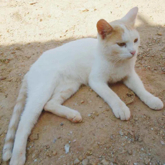 Gato ra a SRD idade 7 a 11 meses nome Letícia