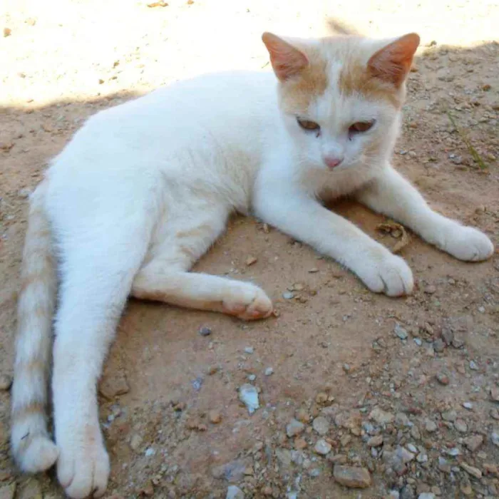 Gato ra a SRD idade 7 a 11 meses nome Letícia