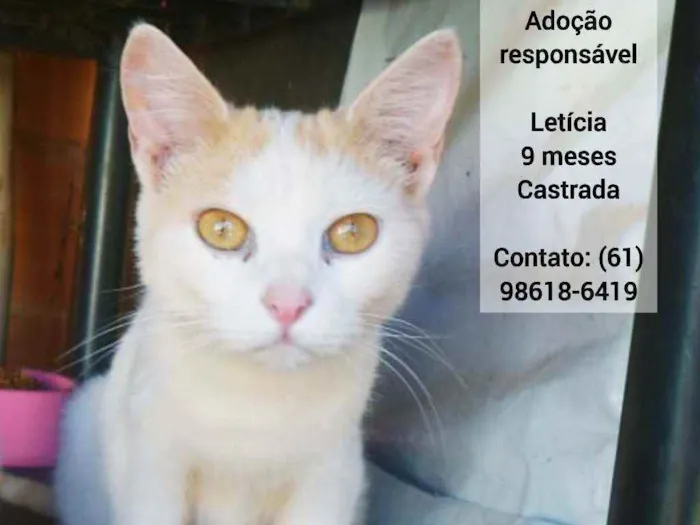 Gato ra a SRD idade 7 a 11 meses nome Letícia