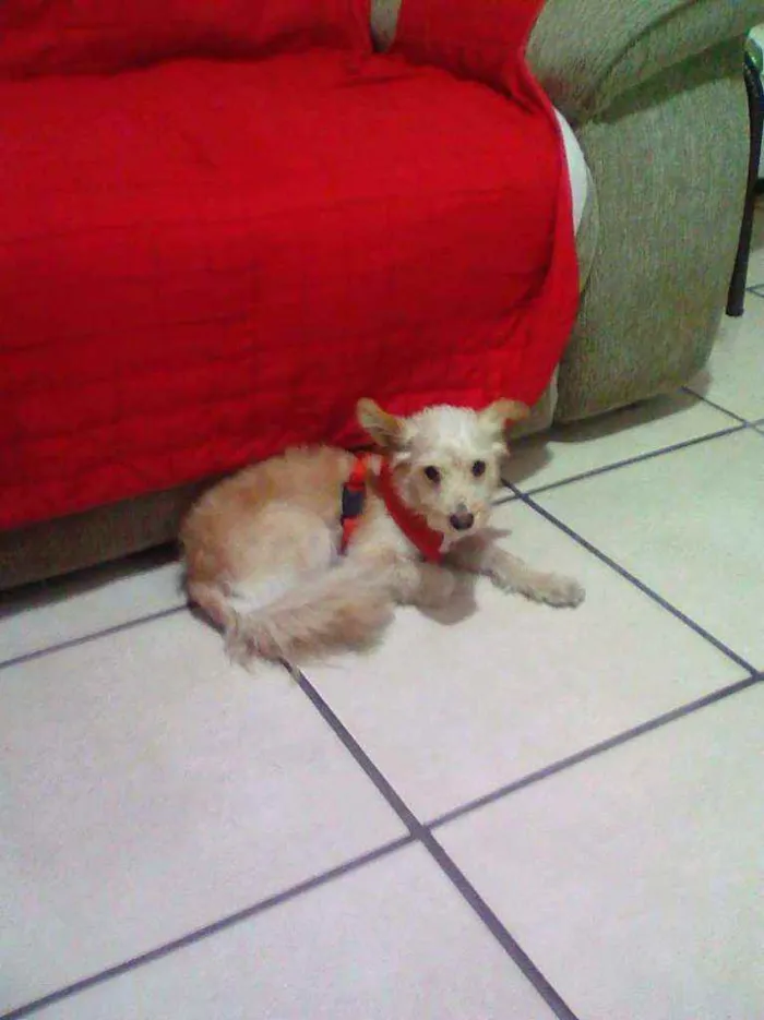 Cachorro raça indeterminada idade 5 anos nome Maná