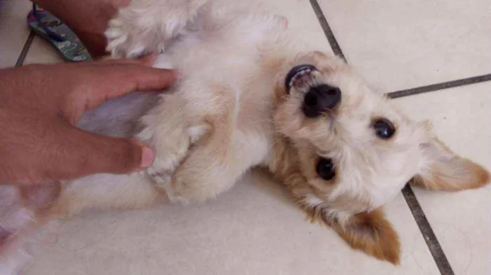 Cachorro raça indeterminada idade 5 anos nome Maná