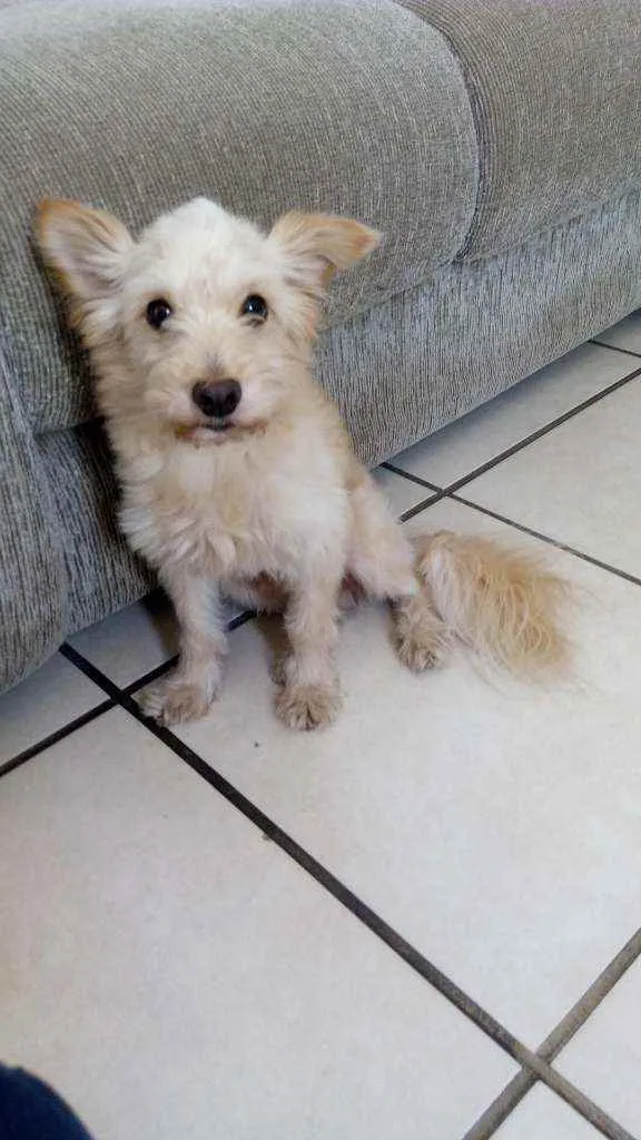 Cachorro raça indeterminada idade 5 anos nome Maná
