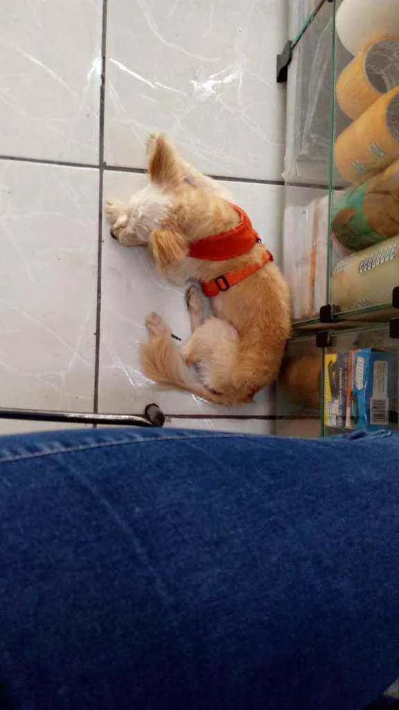 Cachorro raça indeterminada idade 5 anos nome Maná