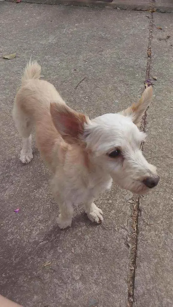 Cachorro raça indeterminada idade 5 anos nome Maná