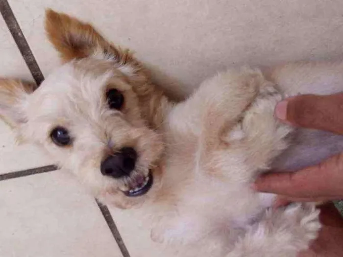 Cachorro raça indeterminada idade 5 anos nome Maná