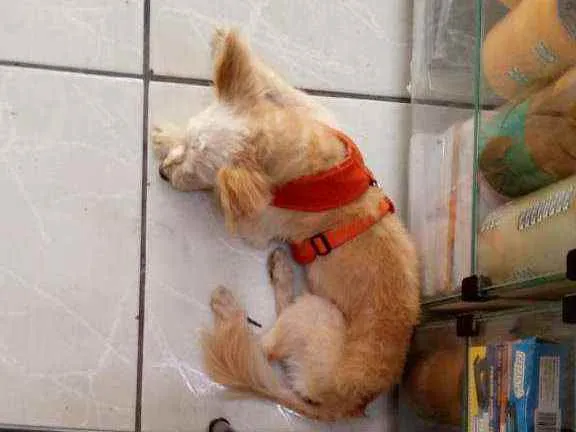 Cachorro raça indeterminada idade 5 anos nome Maná