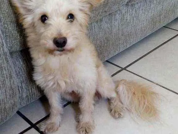 Cachorro raça indeterminada idade 5 anos nome Maná