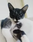 Pirulito