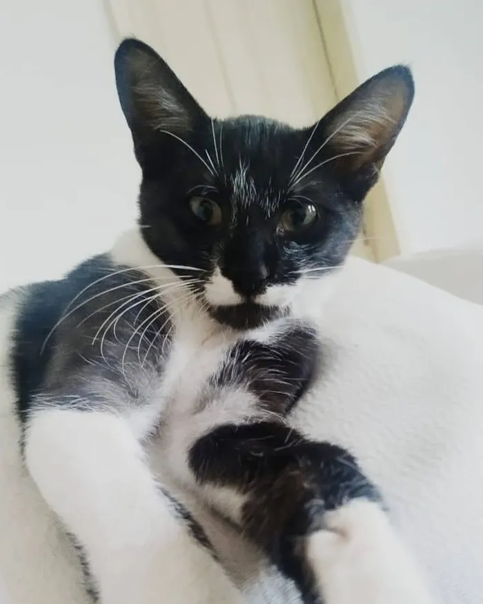 Gato ra a SRD idade 2 a 6 meses nome Pirulito