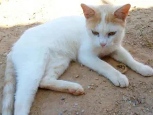 Gato raça SRD idade 7 a 11 meses nome Letícia