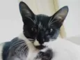 Pirulito