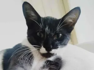 Gato raça SRD idade 2 a 6 meses nome Pirulito
