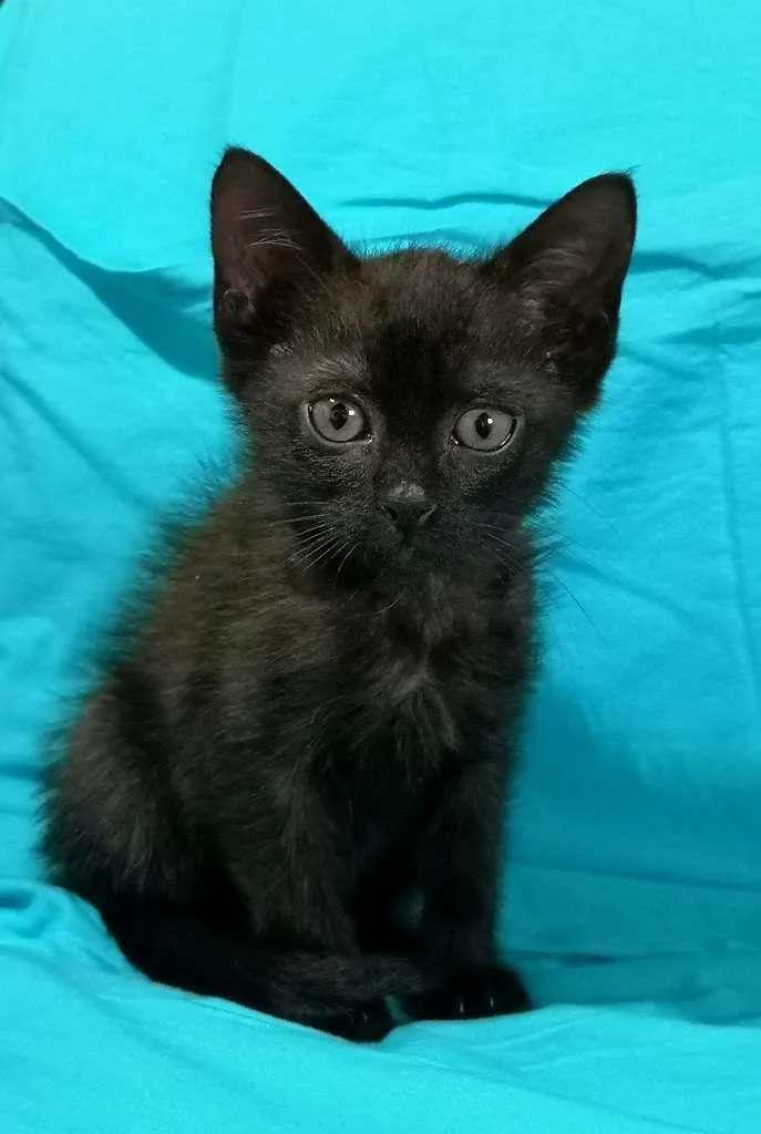 Gato ra a SRD-ViraLata idade 2 a 6 meses nome Maria de Lurdes