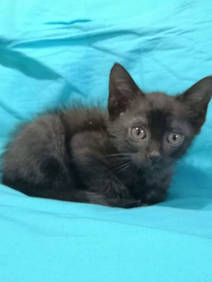 Gato ra a SRD-ViraLata idade 2 a 6 meses nome Maria de Lurdes