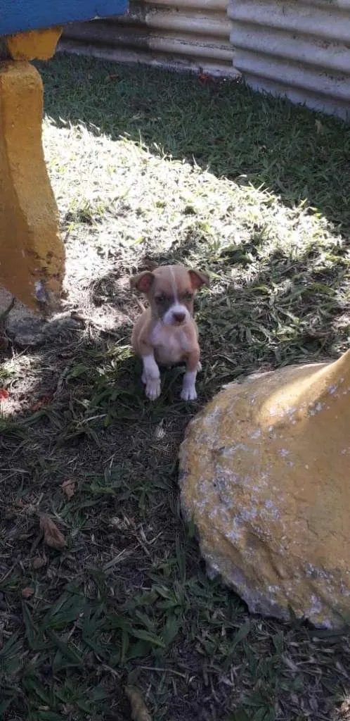 Cachorro ra a SRD-ViraLata idade Abaixo de 2 meses nome Chorão