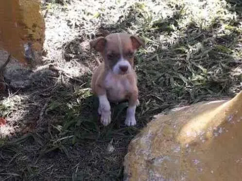 Cachorro ra a SRD-ViraLata idade Abaixo de 2 meses nome Chorão
