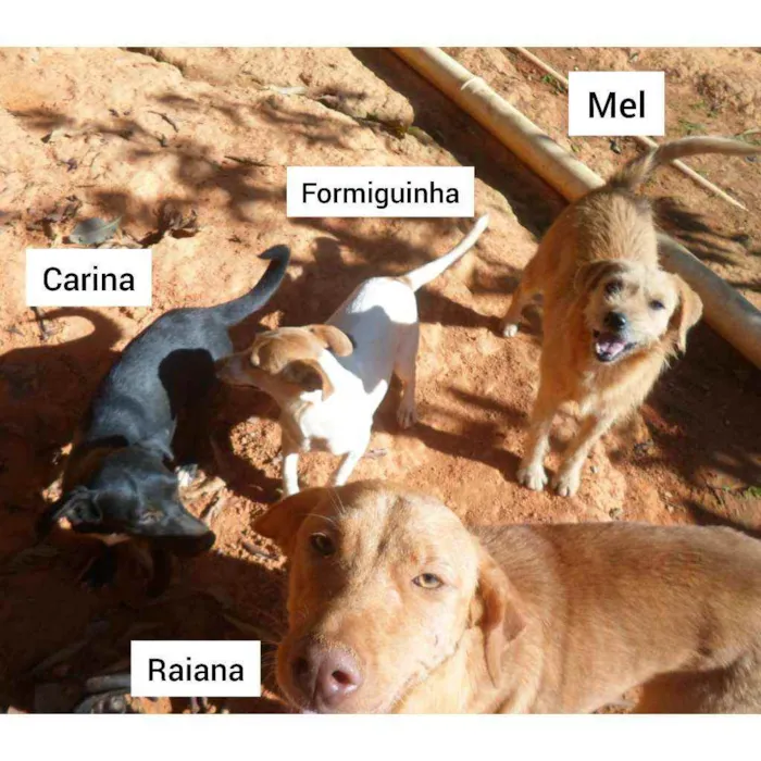 Cachorro ra a SRD idade 1 ano nome Raiana