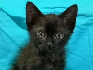 Gato raça SRD-ViraLata idade 2 a 6 meses nome Maria de Lurdes