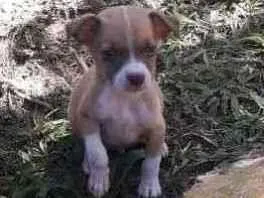 Cachorro raça SRD-ViraLata idade Abaixo de 2 meses nome Chorão