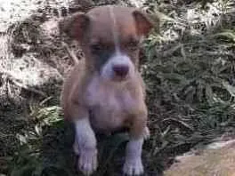 Cachorro ra a SRD-ViraLata idade Abaixo de 2 meses nome Chorão