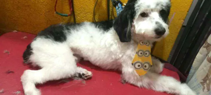 Cachorro raça  idade 1 ano nome Bento 