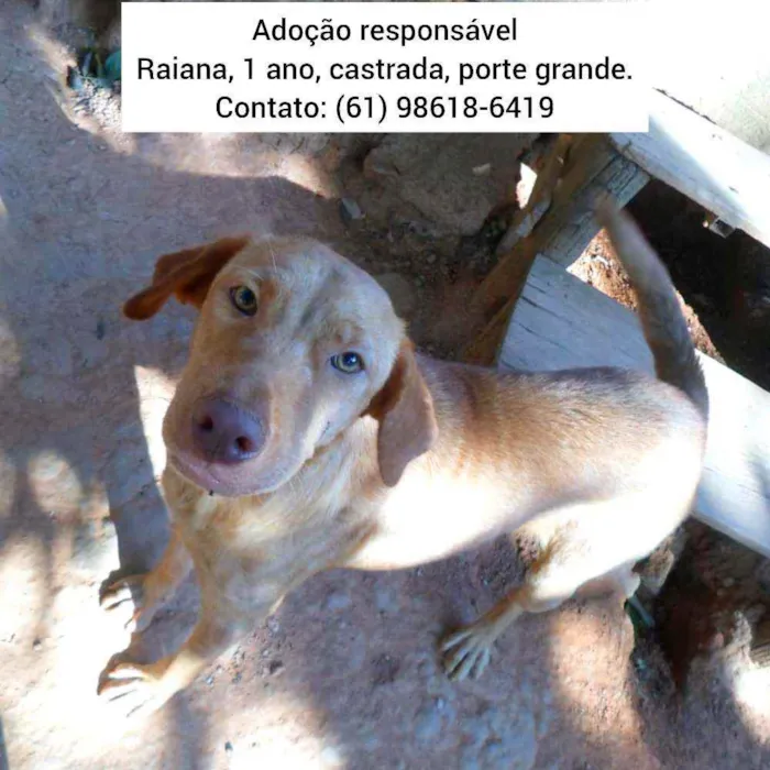 Cachorro ra a SRD idade 1 ano nome Raiana