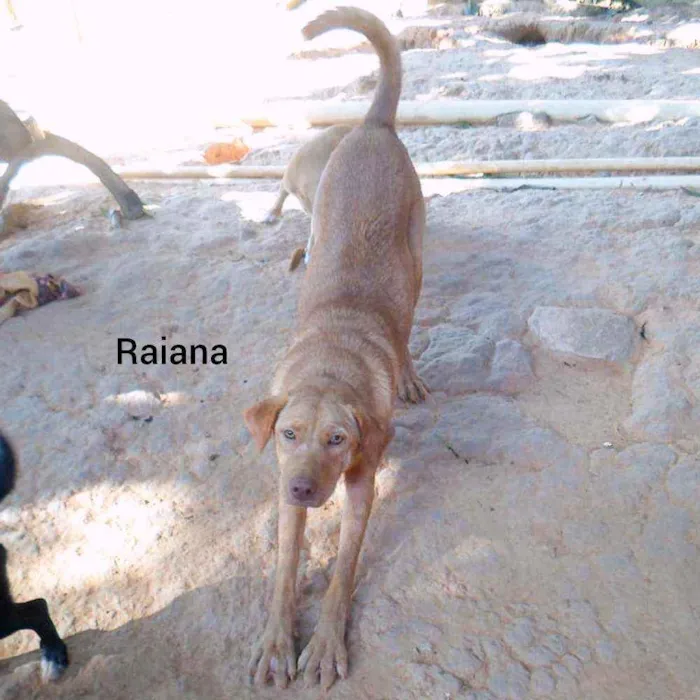 Cachorro ra a SRD idade 1 ano nome Raiana
