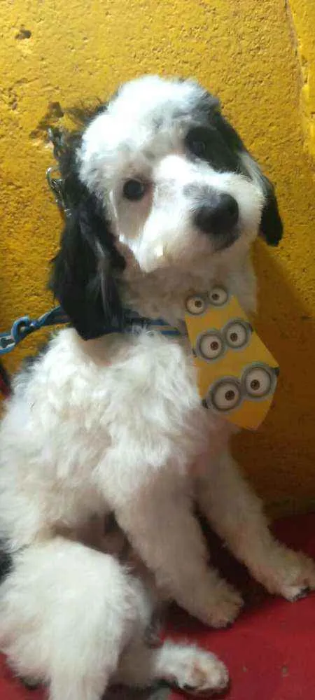 Cachorro raça  idade 1 ano nome Bento 